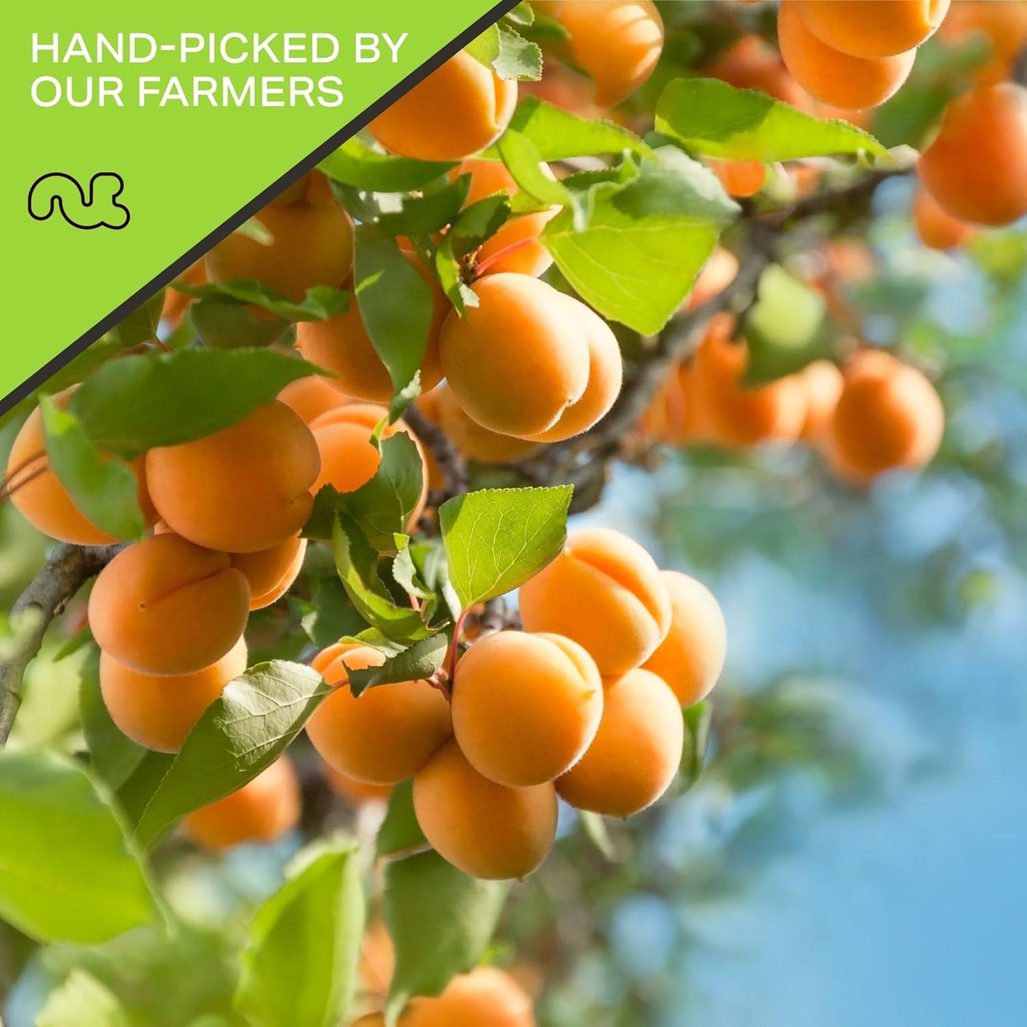 NUT CRAVINGS - Sun Dried Turkish Apricots, No Sugar Added (8oz, 1 Pack) Bulk Dry Fruits Packed Fresh in Resealable Bag - Sweet Healthy Snack, Naturally Grown, Vegan, Kosher