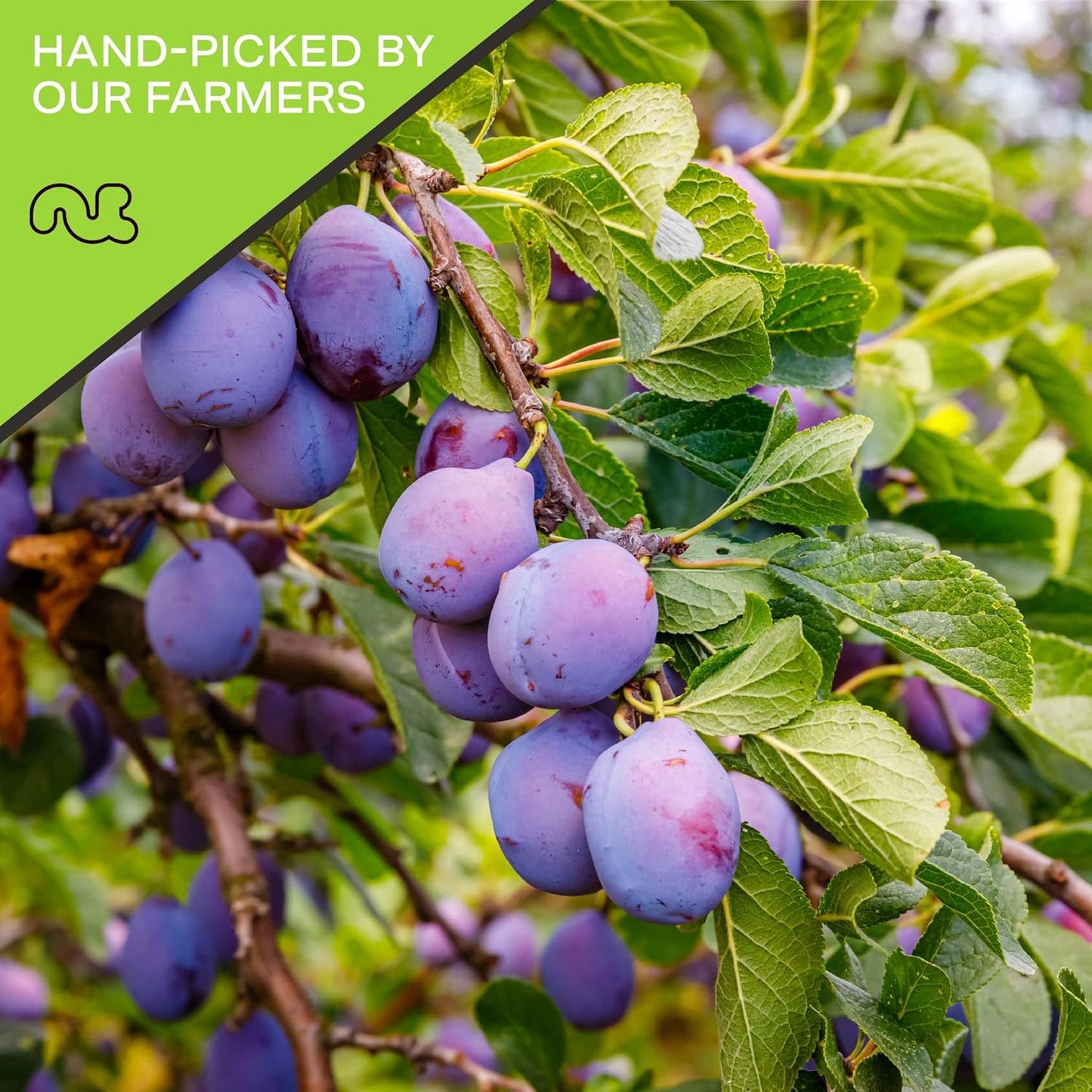 NUT CRAVINGS - Dried Prunes Pitted Unsweetened, Dry Plums No Sugar Added (80oz, 5 LB) Bulk Dry Fruits Packed Fresh in Resealable Bag - Sweet Healthy Snack, Naturally Grown, Vegan, Kosher