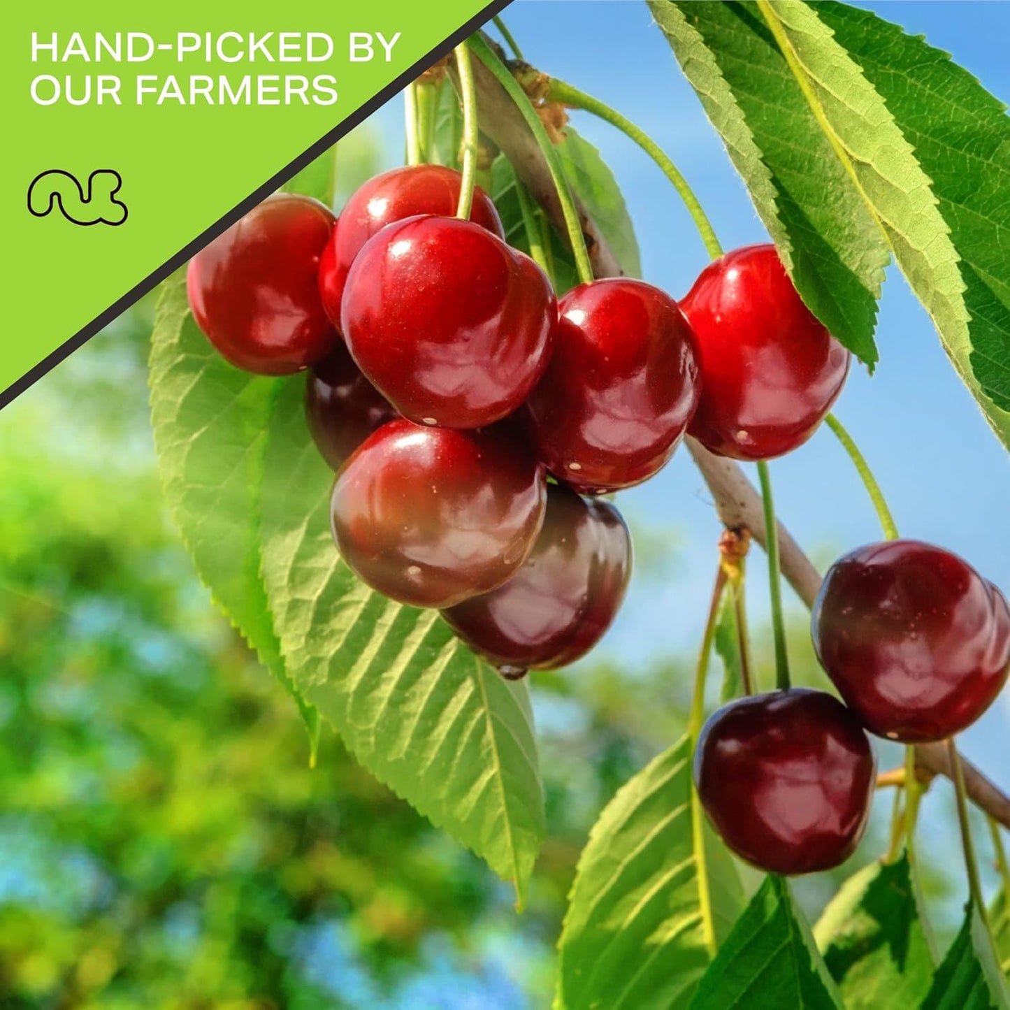 NUT CRAVINGS - Sun Dried Sour Tart Cherries, Lightly Sweetened (80oz, 5 LB) Bulk Dry Fruits Packed Fresh in Resealable Bag - Sweet Healthy Snack, Naturally Grown, Vegan, Kosher